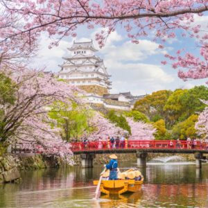 Fleurs de cerisier du Japon Galimard